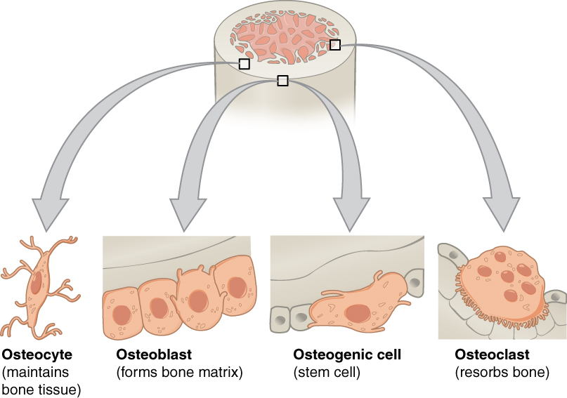 Magnified bone cells: osteocyte, osteoblast, osteogenic stem cell, and osteoclast.