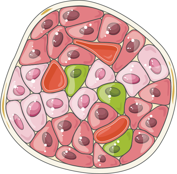An unlabeled cellular illustration shows a pancreatic islet as a rounded cluster of endocrine cells interspersed with small blood vessels.
