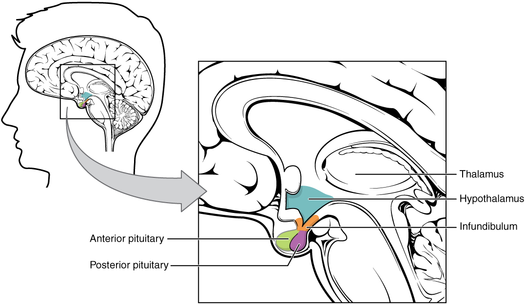 A sagittal brain view labels the thalamus, hypothalamus, infundibulum, and anterior and posterior pituitary.
