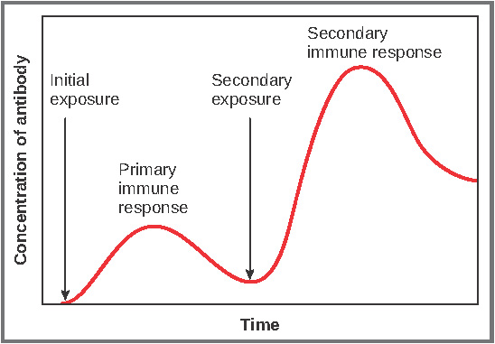 Antibody concentration over time contrasts first and later exposure to an antigen.