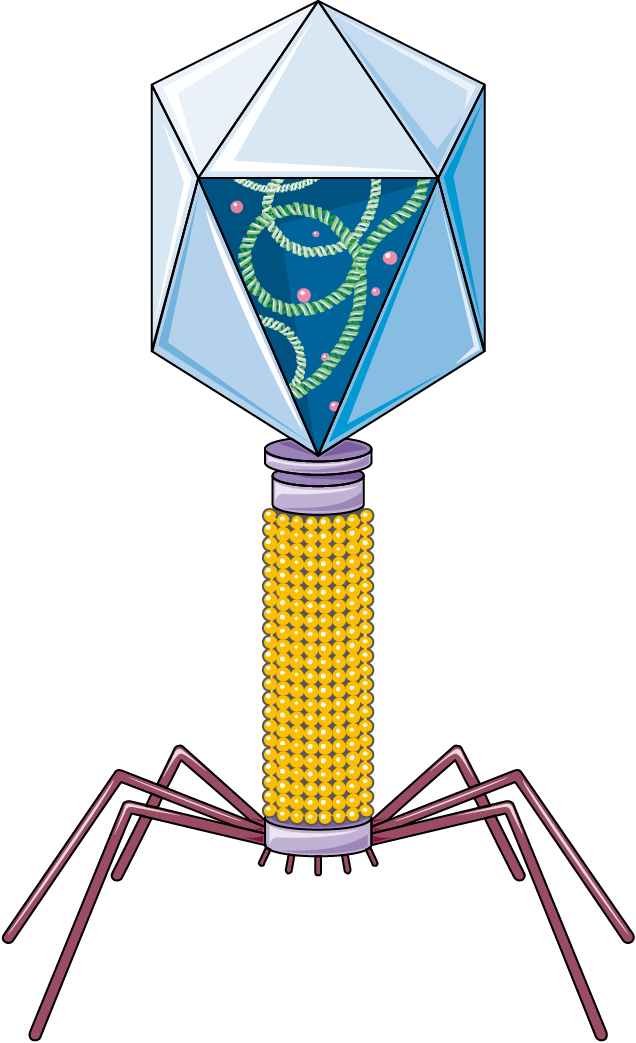 A bacteriophage has a protein head, tail, and attachment fibers; it is not a bacterial cell.