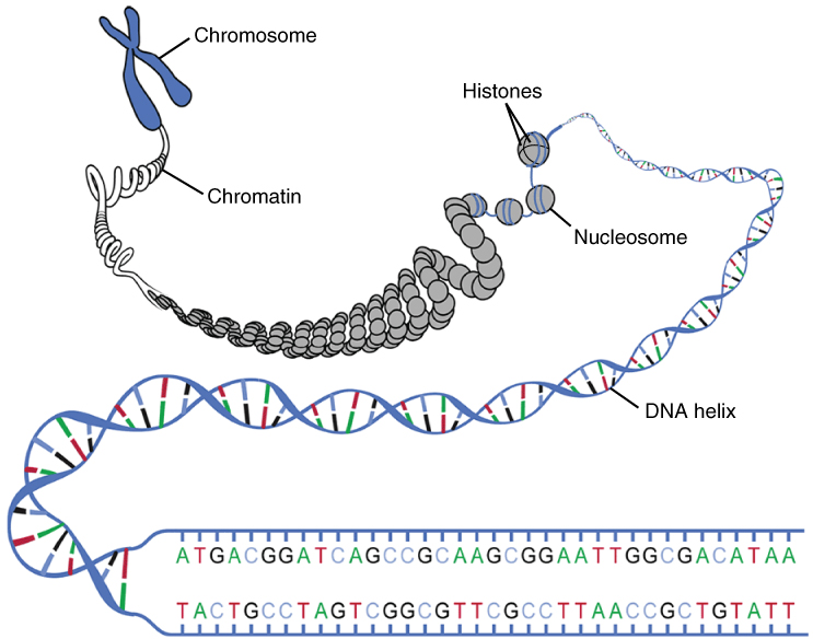 DNA double helix wraps around histones and folds into chromatin and a chromosome.